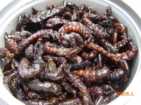 Zazamushi – larva serangga air