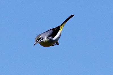 "Gray Wagtail - Motacilla cinerea, winter visitor heading for the stream below."