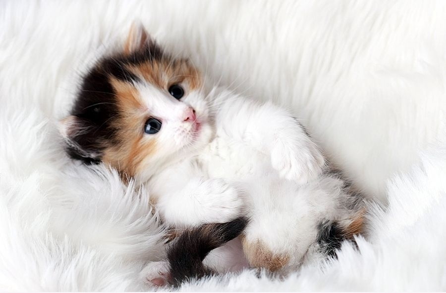 Koleksi Foto Anak Kucing  Imut dan Cute  Cantik buat 