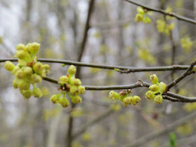 spicebush