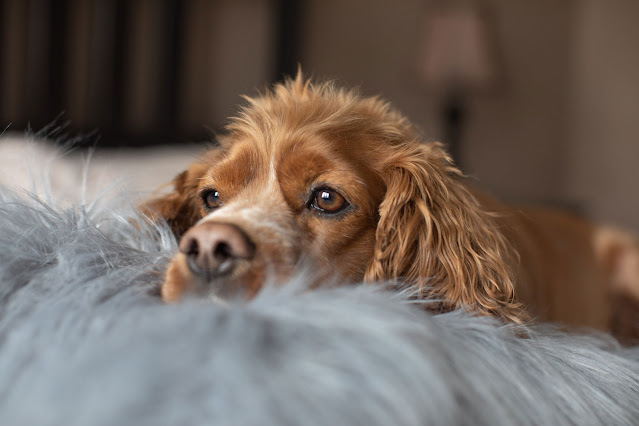 A ،er spaniel relaxes at ،me on the settee