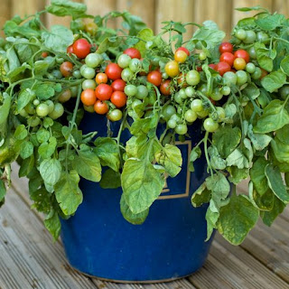 Vegetable tomatoe For Container Gardening