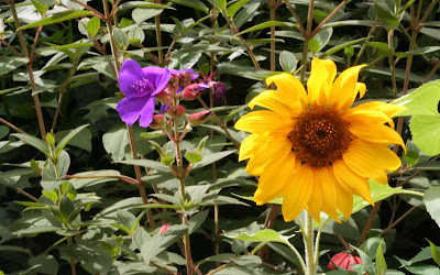 Beautiful Sunflower Widescreen HD Wallpaper 7