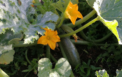 Zucchini im Hochbeet