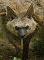 Aardwolf