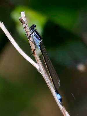 Blue-tailed Damselfly