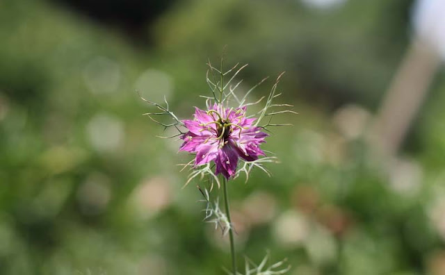 Love-in-a-Mist Flowers