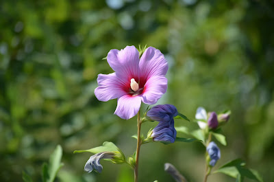 Blumen, flores, Flower, fleurs, květiny, Flores, blomme, blommor, çiçekler, kwiaty, Flor, Hoa, nở hoa, floración, bloom, Kukka, kukinta, La floraison, Fiore