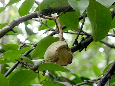 Nyireh Batu (Xylocarpus moluccensis)