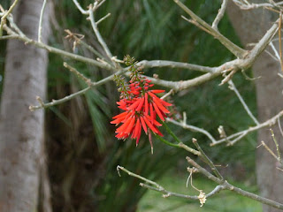 Arbre corail - Erythrina corallodendrum