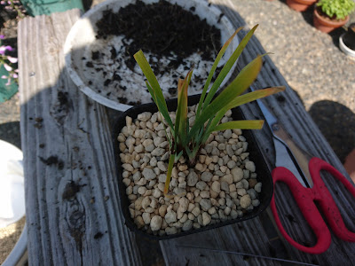 アヤメ　植え付け