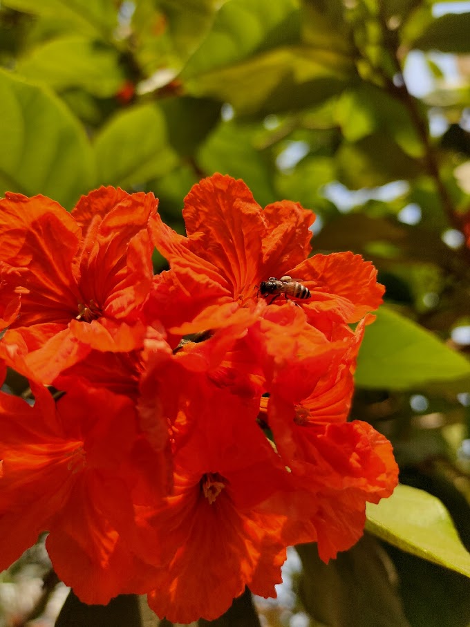 Bee On a Flower - Amittras Pal 