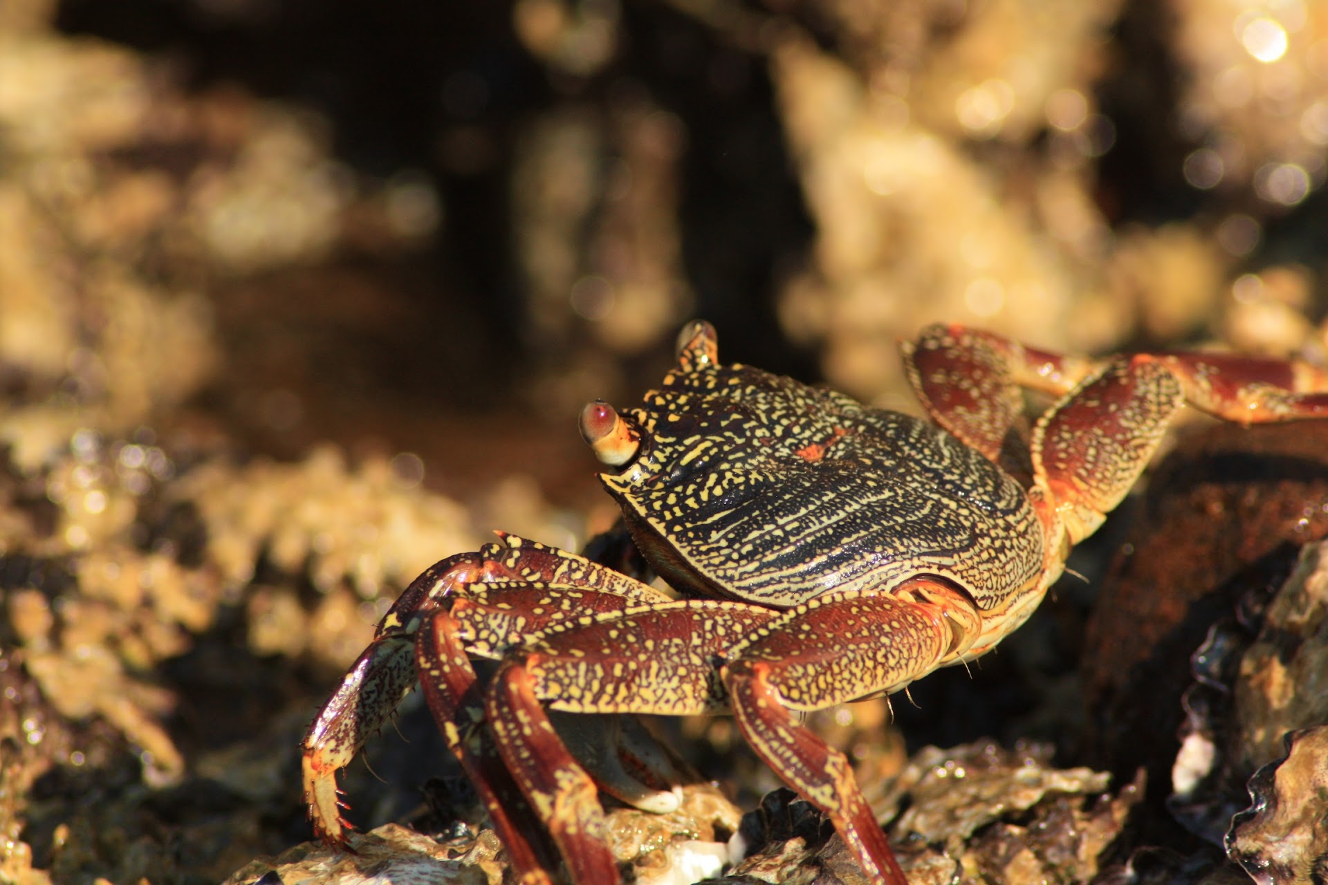 Waiting for a Crab