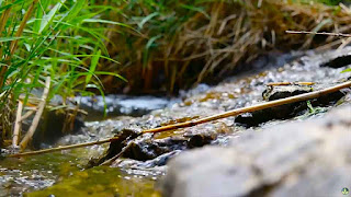 Relaxe com o Som De Água Corrente e Pássaros para Relaxar