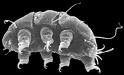 water bear tardigrade