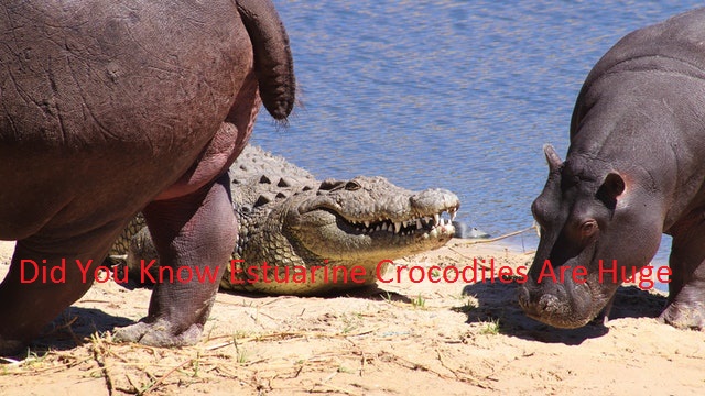 Did You Know Estuarine Crocodiles Are Huge