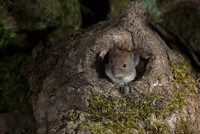 short tailed field vole, cheeky vole, mouse