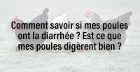  Comment savoir si mes poules ont la diarrhée ? Est ce que mes poules digèrent bien ?