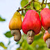  El Anacardos El súper fruto que combate la grasa y elimina el colestero 