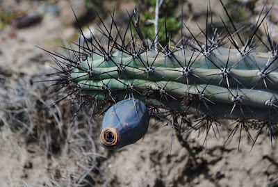 Cereus aethiops care