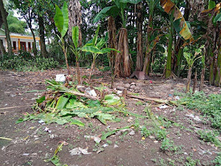  PENGERUSAKAN POHON PISANG DAN PENYEROBOTAN LAHAN, BERUJUNG LAPOR POLISI