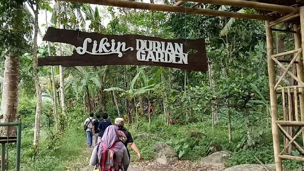 Liking Durian Garden, Sensasi Makan Durian Langsung di Bawah Pohon