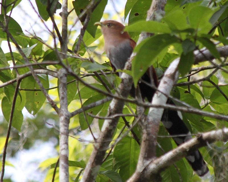 Cuckoo Bird, Birds