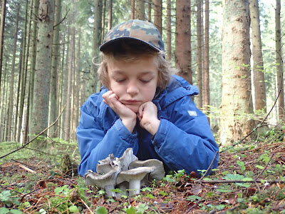 Hygrophorus marzuolus wodnicha marcowa