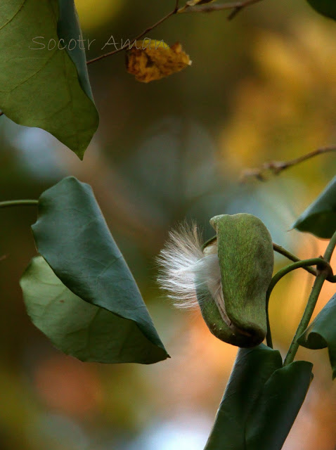 Marsdenia tomentosa