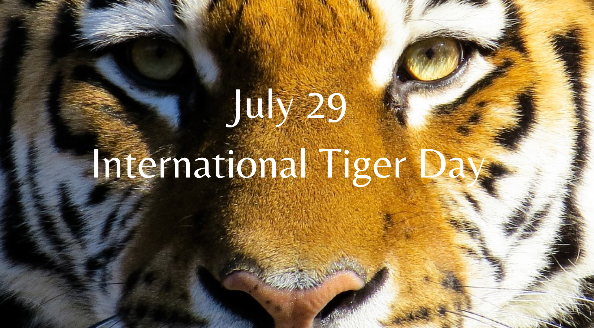 July 29 International Tiger Day  | Global Tiger Day