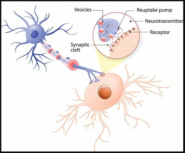 apa yang dimaksud dengan neurotransmitter