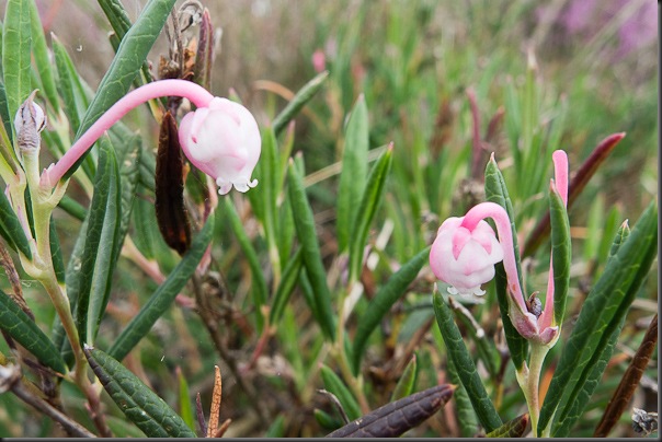 Bog Rosemary