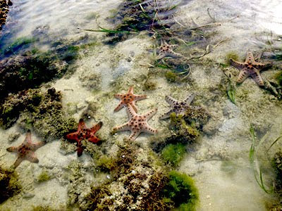 Knobbly sea stars (Protoreaster nodosus)