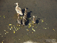 Hawaiian duck-mallard family, near Foster Community Garden, Oahu - © Denise Motard