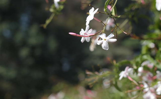 Jasminum Polyanthum Flowers