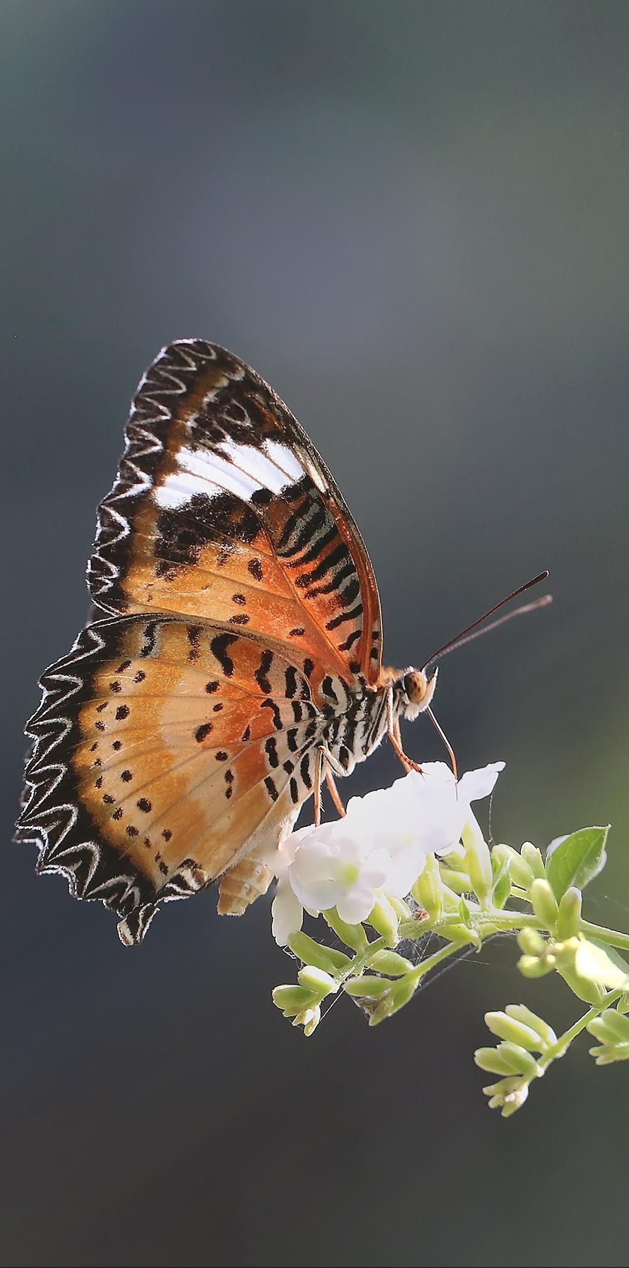 Beautiful painted lady butterfly.