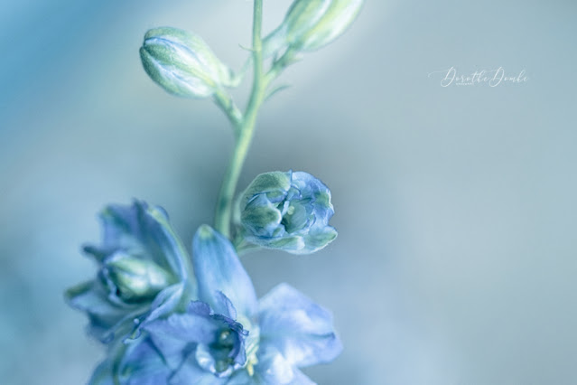 spring greetings, flowers, Blumen, photoart, Fotoart, Dorothe Domke