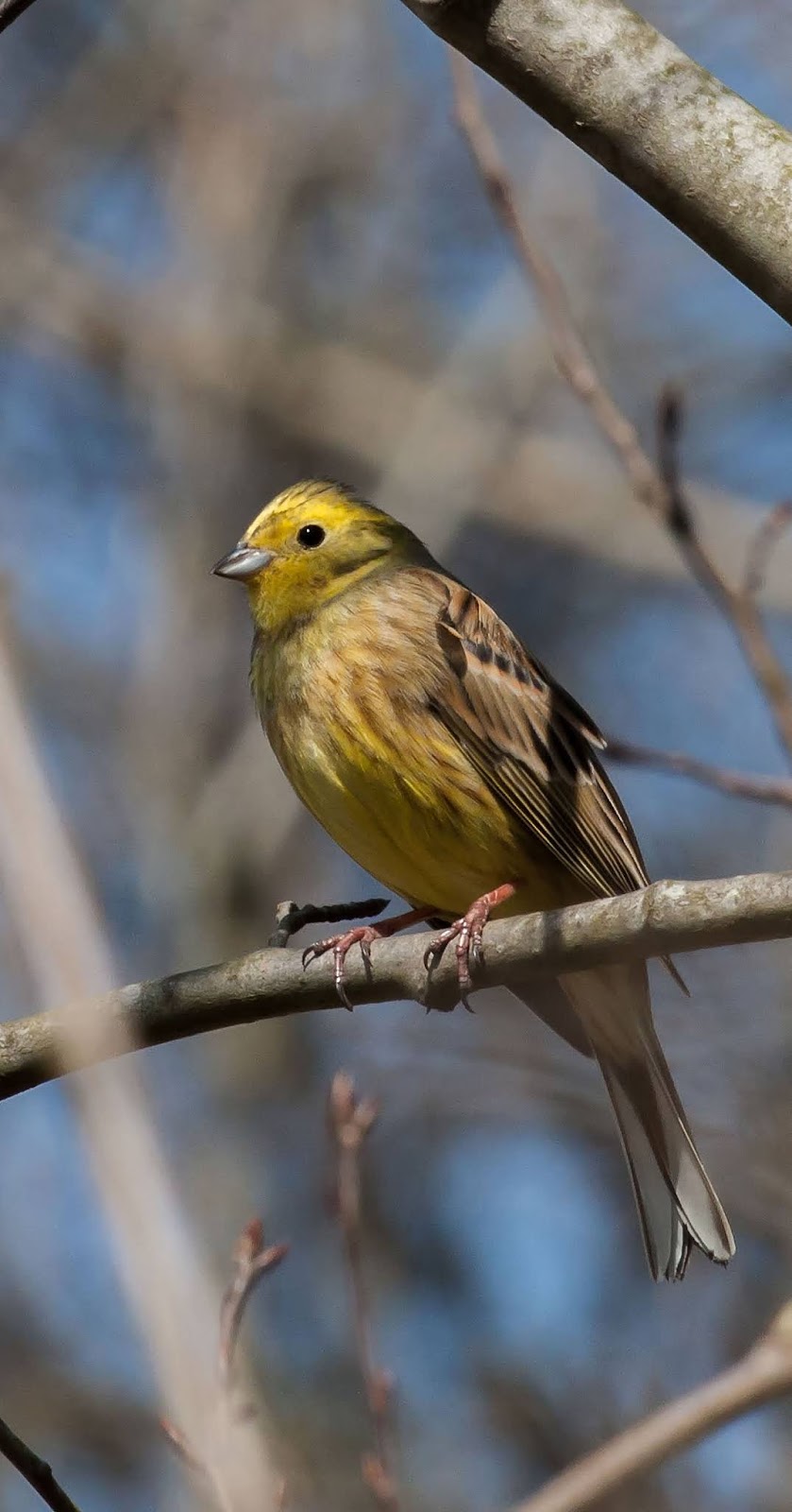 Picture of a yellow browed sparrow.