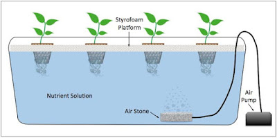 Tank-hydroponics