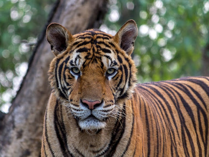 Sundarban tourism