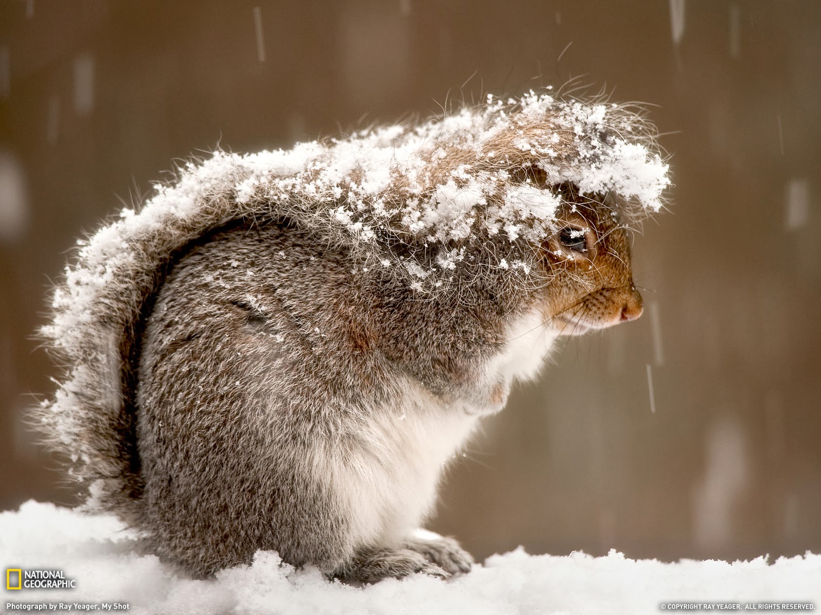 Pictures of Truly Adorable Animals in Snow