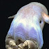 RARE VIDEO OF GHOSTLY DUMBO OCTOPUS IN DEEP SEA