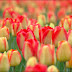 Red yellow tulips flowers pictures.