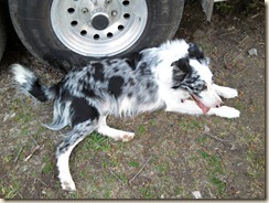 Axel, one tired little blue dog