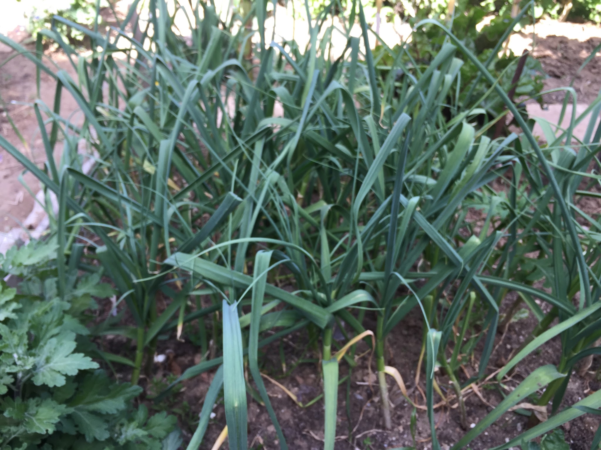 In cold winter regions the mulch should be approximately 4 inches thick.  Mulch will help to prevent the garlic roots from being heaved out of the ground by alternate freezing and thawing.