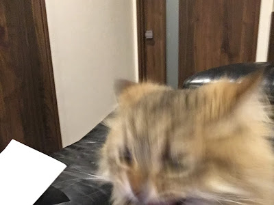猫 髪の毛 噛む 371460-猫 髪の毛 噛む