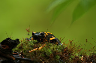 Salamandra plamista na mchu, Nadleśnictwo Piwniczna