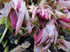 Buds of Helleborus japonicum