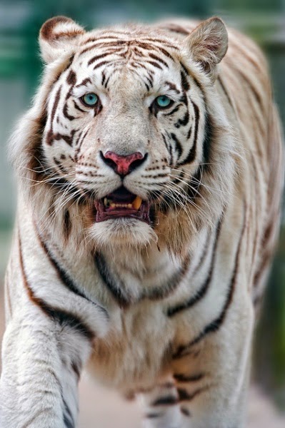 Gambar 30 Hasil Foto Macan Imut Gambar Harimau Putih Muka 