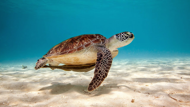 Imagenes de Tortugas en la playa